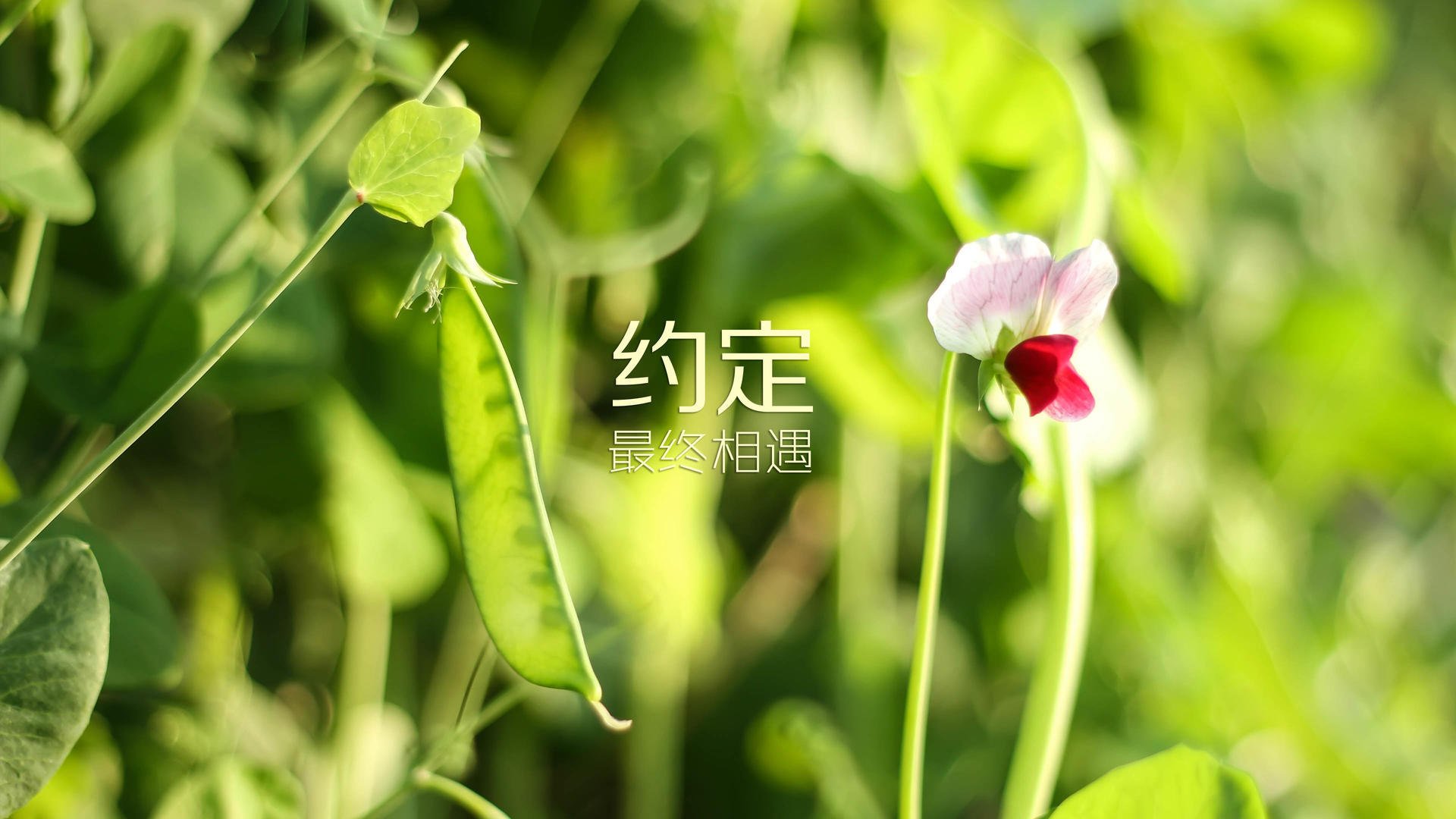 弗拉门戈冲击巴甲冠军，弗拉门戈大胜巴甲