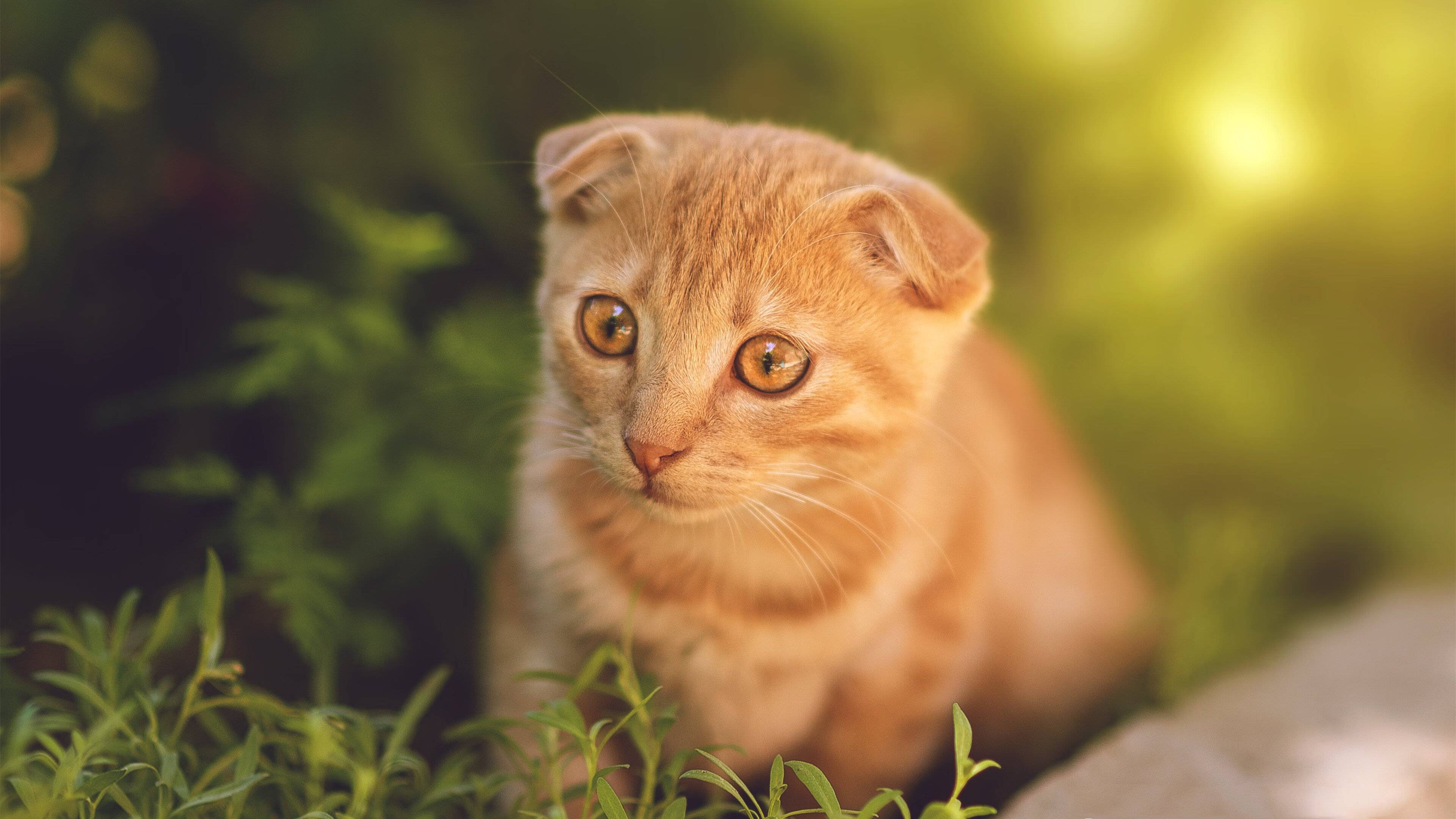 FB体育在线-黄蜂球员拍摄街头篮球短片展现城市精神，黄蜂球队的老板是谁